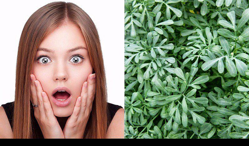 El asombroso poder mágico de la ruda y cómo usarla