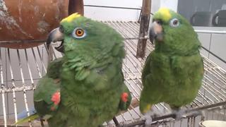 Secuestran a cuatro loros y llaman a cuidadores para pedir dinero y devolverles las aves