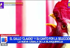 El gallo “Claudio” se convierte en la nueva cábala de la selección y canta su pronóstico