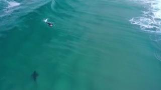 Un dron graba cómo un tiburón blanco se acerca peligrosamente a un surfista | VIDEO