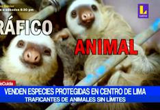Venden especies protegidas en pleno Centro de Lima