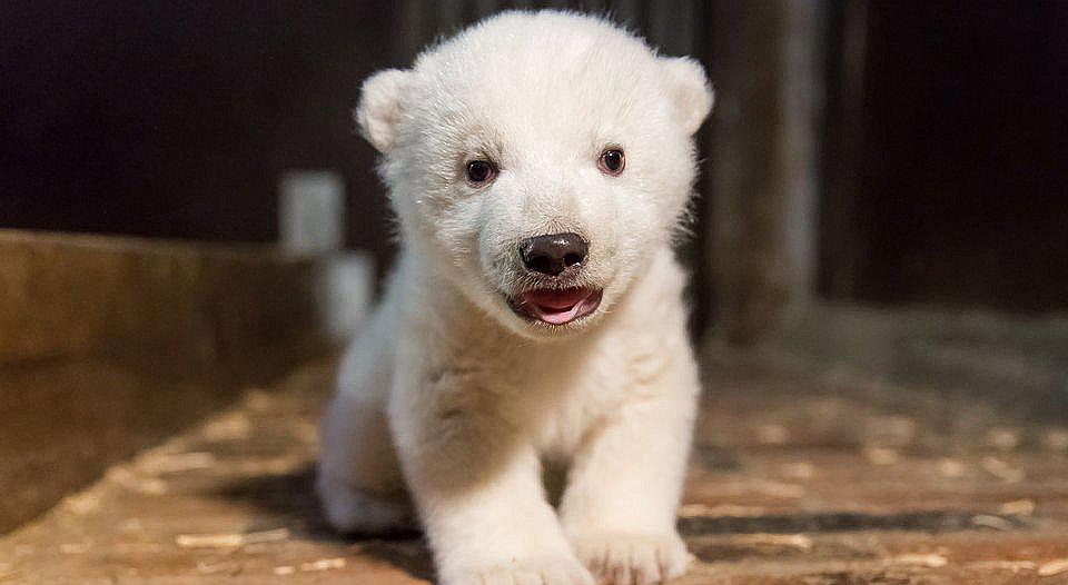 Berlín tiene a otro oso polar como nueva mascota, tras muerte de Knut 