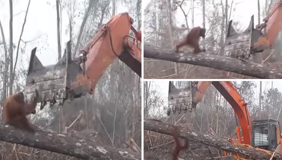 Orangután pelea con una excavadora para proteger su hábitat
