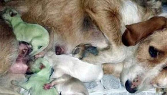 Nacen dos perritos verdes en España 