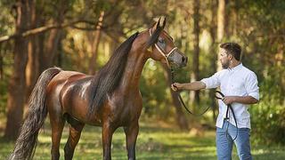 ​Celebran la milenaria raza del caballo árabe con cabalgatas y subastas