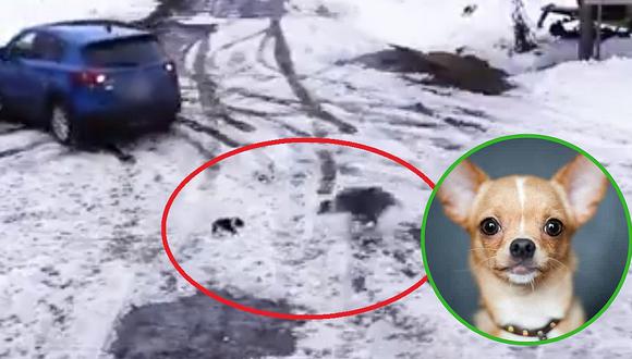 Perro salva a un chihuahua de ser atropellado (VIDEO)
