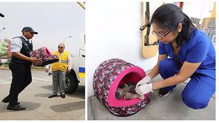 Metropolitano: gatitos abandonados son encontrados en estación Naranjal (FOTOS)