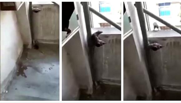 YouTube: rata se lanza desde lo más alto de edificio al sentirse acorralada (VIDEO)