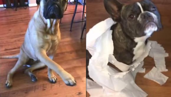 YouTube: Perro que acusa a su compañero por travesura se vuelve viral [VIDEO]