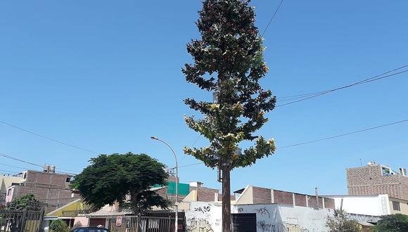 ​Hay dos antenas de telefonía disfrazadas de árboles en el Cercado de Lima