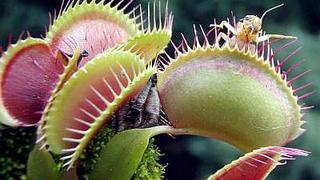 Plantas carnívoras viven bajo amenaza por destrucción de su hábitat