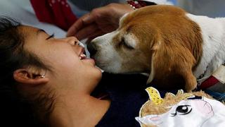 ​Con perros adiestrados y juegos, hospital atiende a niños con enfermedades terminales (FOTOS y VIDEO)