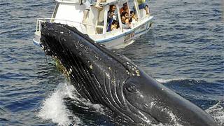 Isla atrae cientos de ballenas jorobadas