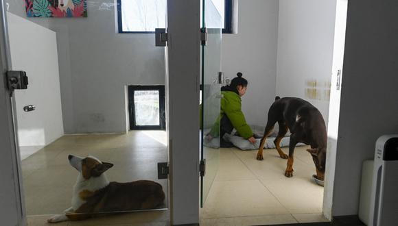 A staff of a dog hotel cleans the kennel during the upcoming lunar new year in Beijing on January 20, 2023. - At Zhou Tianxiao's hotel in Beijing's northern suburbs, where room service includes belly rubs and squeaky toys, reservations are filling up fast as the loosening of Covid restrictions in China fuels a travel boom. Zhou's dog mansion is just one of many pet sitting services that has seen a welcome return to former levels of bookings since a semblance of normal life resumed. (Photo by WANG Zhao / AFP) / TO GO WITH: Health-virus-China-travel-pets, by Michael Zhang with Luna Lin