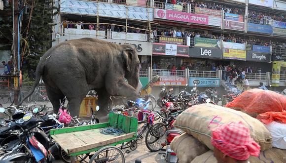 India: Elefanta causa pánico y destrozos en localidad [VIDEO]