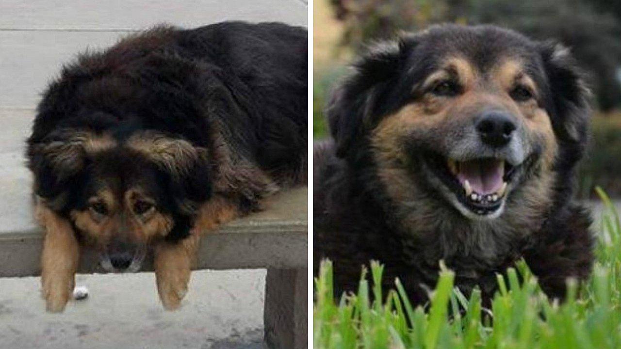 Rector de la San Marcos afirma que Perrovaca tendrá una estatua 