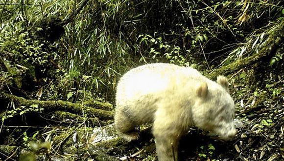 Observan por primera vez un panda albino libre en una reserva animal