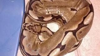 Mujer despertó con una serpiente pitón en su propia cama