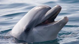 Dos delfines protagonizan una escena que te conmoverá