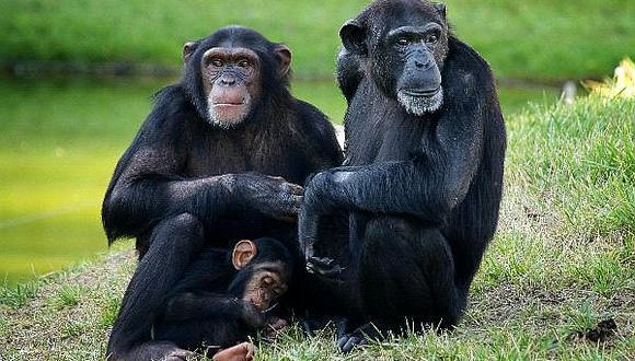 Chimpancés, como los humanos, hacen las cosas como su madre les enseña