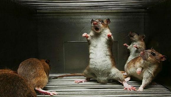 ​Ratas devoran la piel de los dedos de dos niñas en Arequipa