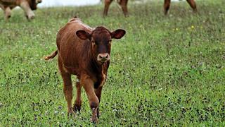 Roban ternero con rabia, lo sacrifican y venden su carne pese a que es peligrosa para la salud