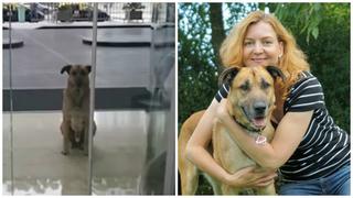 Facebook: Adoptó a perrito tras saber que la esperó medio año en el mismo lugar [VIDEO]