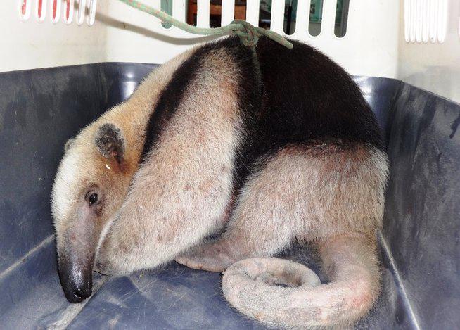 Rescatan a un oso hormiguero que huyó de donde estaba cautivo