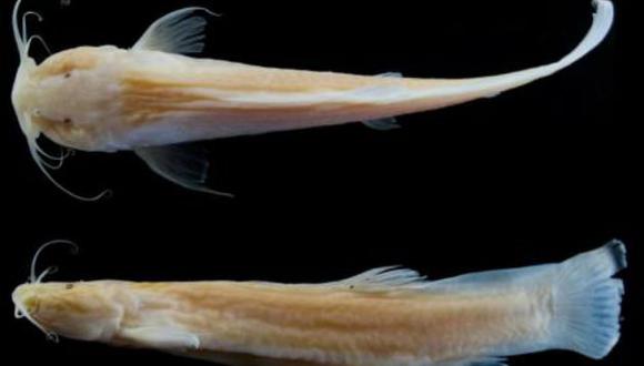 Descubren una nueva especie de pez que vive solamente en cavernas 