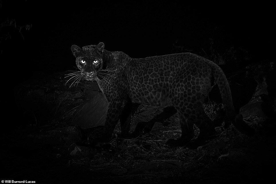 Logran tomar raras fotografías al leopardo negro en África luego de 100 años