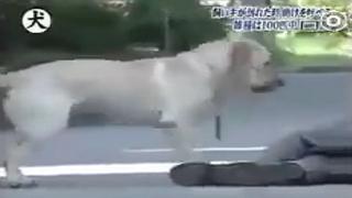 Facebook: Perrito se comporta como un héroe al ver a su dueño en el piso [VIDEO]
