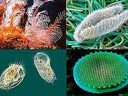 ¿Qué es el Reino protista?