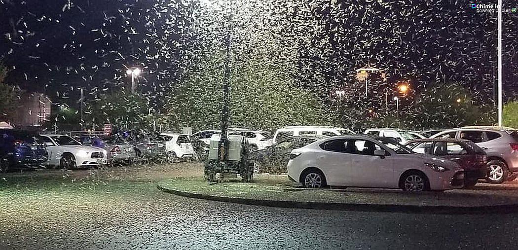 Saltamontes invaden por millones a Las Vegas, la “Ciudad del pecado”