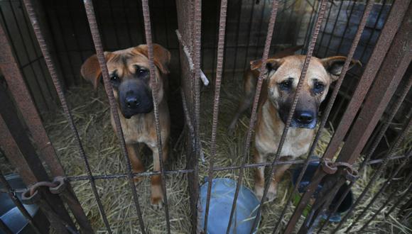 La carne de perro para consumo humano es una gran crueldad con inocentes animales. (Foto: Jung Yeon-je / AFP)