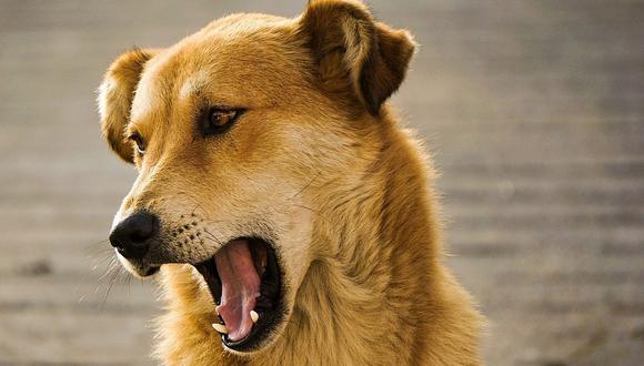 Quieren multar a dueños cuyos perros ladren por más de 15 minutos 