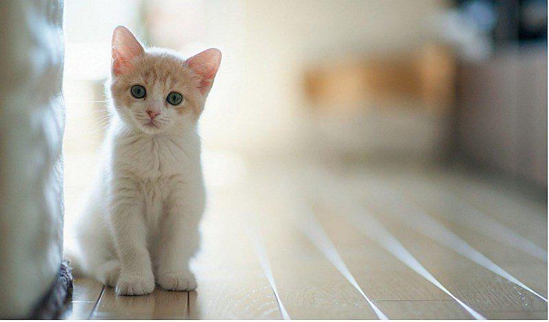 Narnia, el gato con “dos caras” que asombra en Instagram