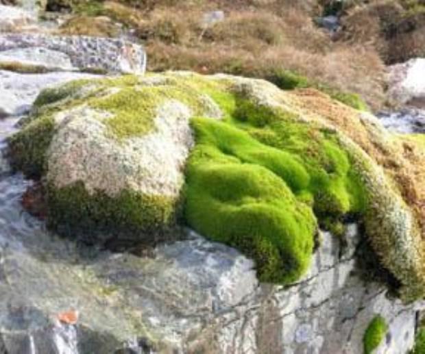 Musgo de la Antártida resucita después de mil 500 años congelado 