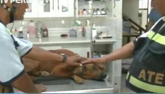 Ate: Miembros de la Unidad Canina rescataron a perro atropellado [VIDEO]