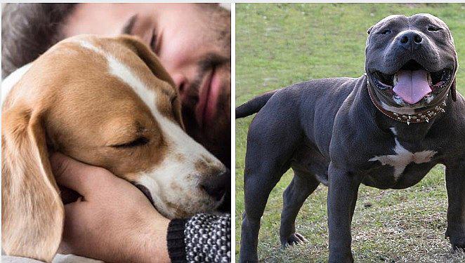 Hombre arriesga su vida para defender a su perrito del ataque de un pitbull (VIDEO)