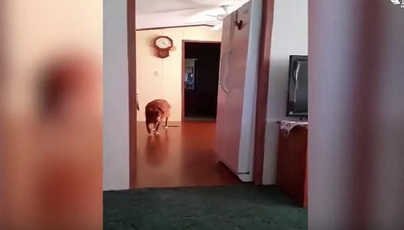 YouTube: Mujer asegura haber grabado el 'fantasma' de su perrito sacrificado  [VIDEO]