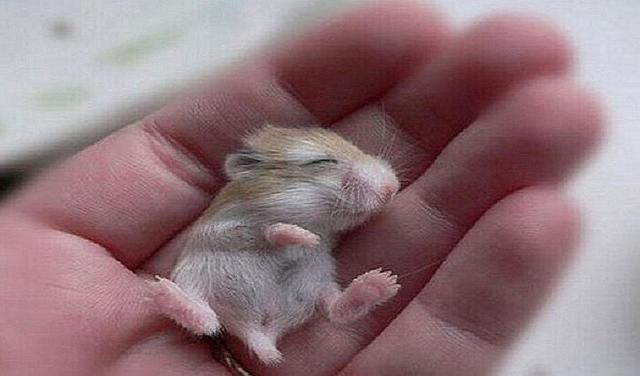 Aquí están las mascotas más tiernas de la red (GALERIA)