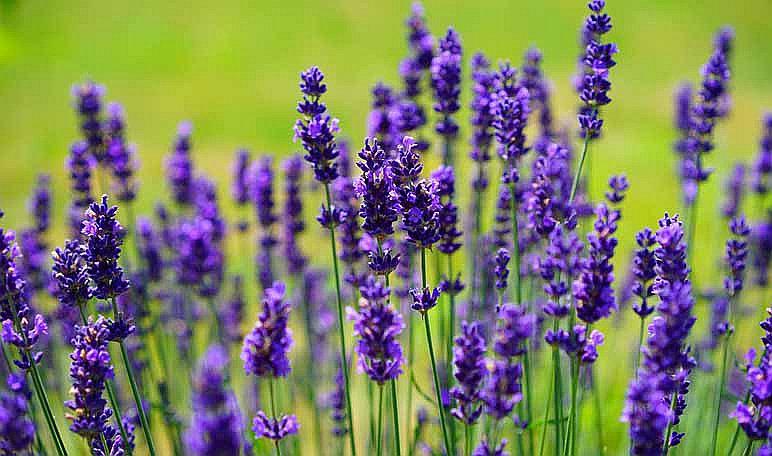Bien de salud: La lavanda en la migraña