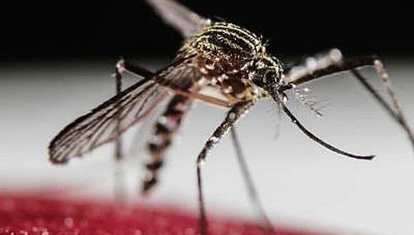 ​Pintura antiinsectos en casas extermina el mosquito del dengue, zika y chikunguña