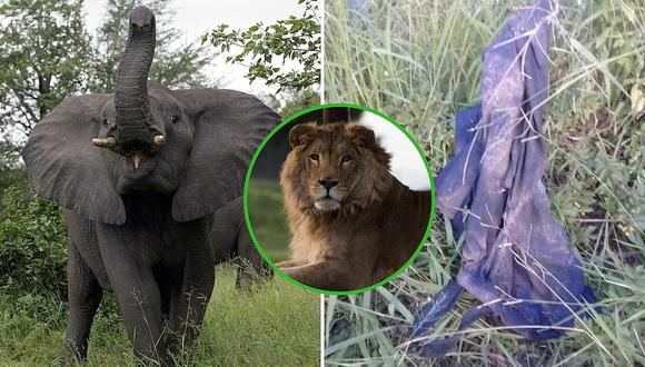 Sujeto cazaba ilegalmente cuando un elefante lo mató y fue devorado por leones