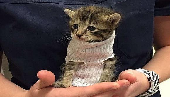 Mascotas: Esta gatita fue rescatada en medio del Huracán Matthew y hoy la vida le sonríe