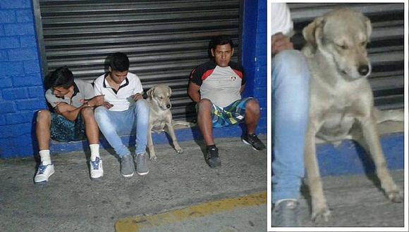 Facebook: perrito es arrestado junto a sus tres dueños por intentar robar bazar