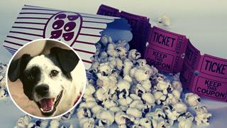 Podrás ir con tu perrito al cine: Anuncian primera función Pet Friendly en el Perú | VIDEO
