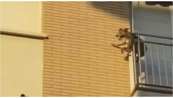 Facebook: Perro se arroja de balcón tras pasar horas al sol y sin agua [VIDEO]