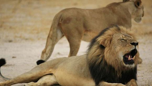 Otro cazador estadounidense mató furtivamente a un león en África