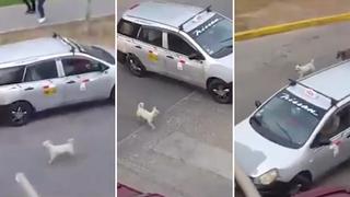 Graban el desgarrador momento en que un perrito es abandonado en la calle por sus dueños (VIDEO)